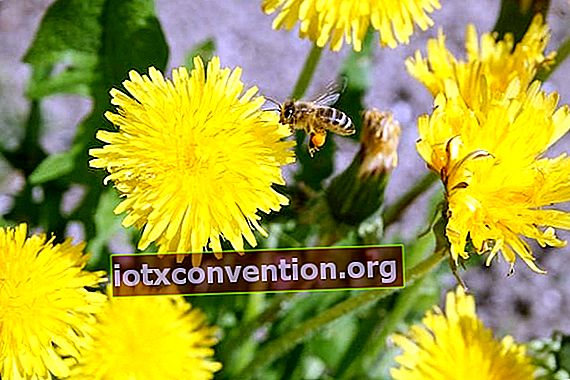 un'ape va in cerca di cibo sui fiori di tarassaco