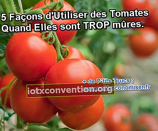 vad ska man göra med övermogna tomater?