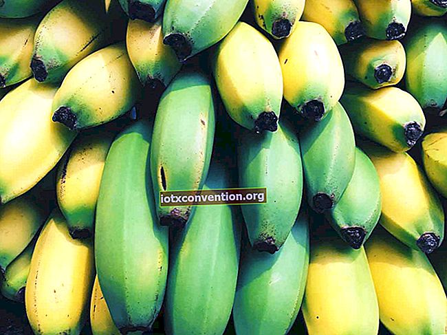การเก็บกล้วย: วิธีการจัดเก็บให้นานขึ้น?
