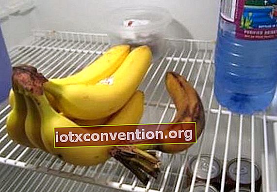 Bananen sollten bei Raumtemperatur im Freien gelagert werden.