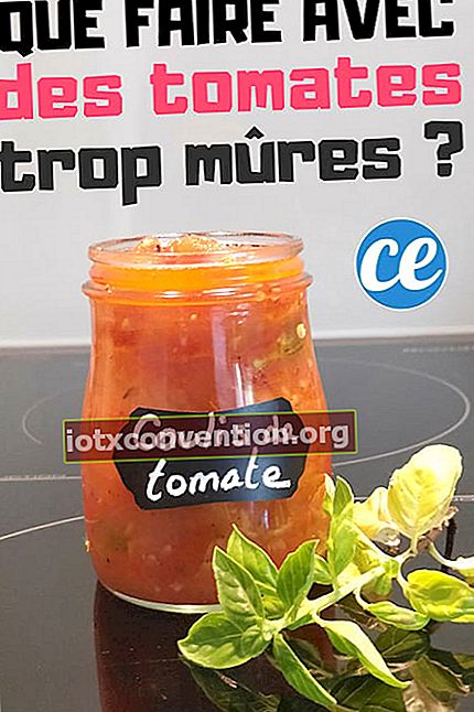 너무 익거나 썩은 토마토는 어떻게해야합니까?
