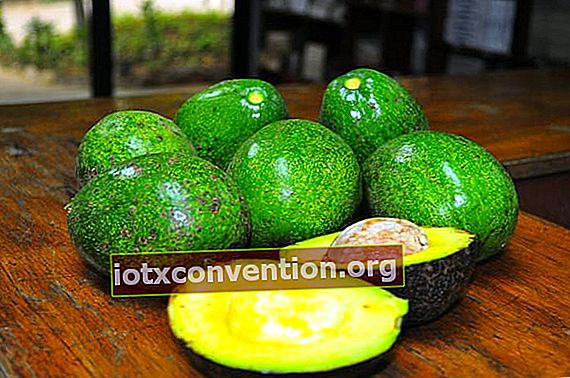 ricetta facile del guacamole di avocado