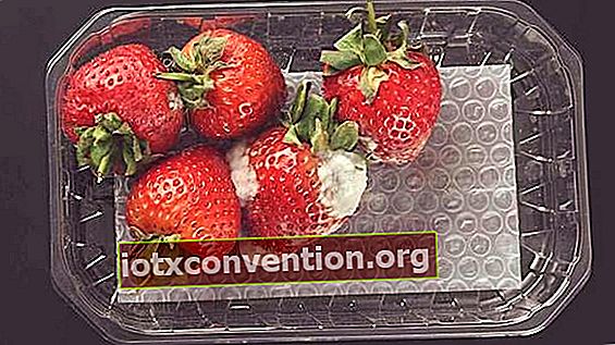 Entfernen Sie den schimmeligen Teil der Erdbeeren