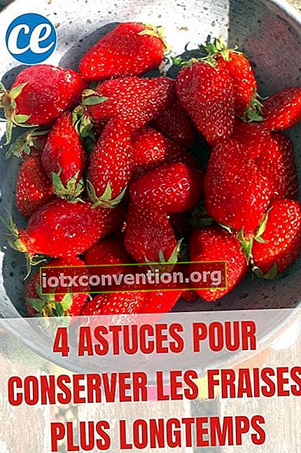 Gariguette Erdbeeren in einer kleinen Salatschüssel