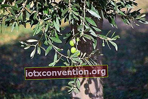 le foglie di olivo possono essere utilizzate come anti-biotici e antiossidanti