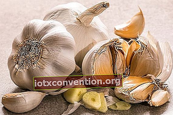 Una testa d'aglio sbucciata per eliminare le vene varicose.