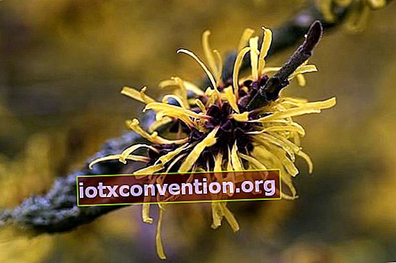 Un fiore di amamelide o amamelide per rimuovere le vene varicose.