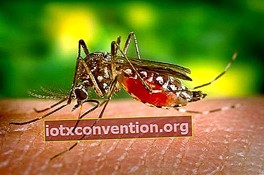 Wussten Sie, dass Chinin Anti-Malaria-Eigenschaften hat?