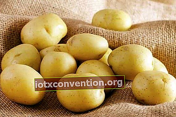 Kartoffeln haben viele Pestizide