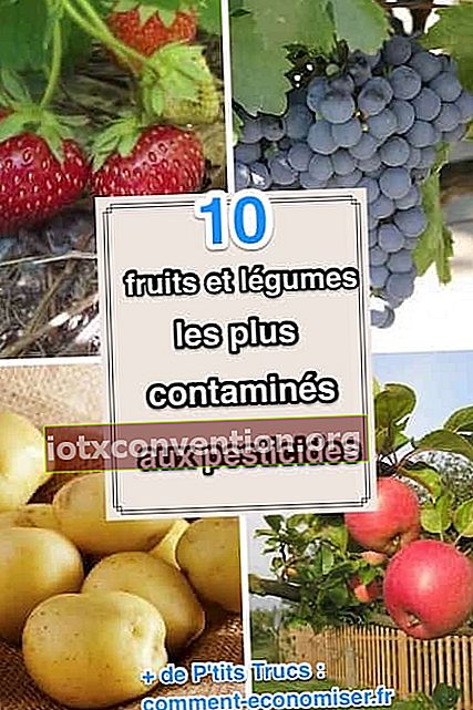 Liste der 10 am stärksten kontaminierten Obst- und Gemüsesorten