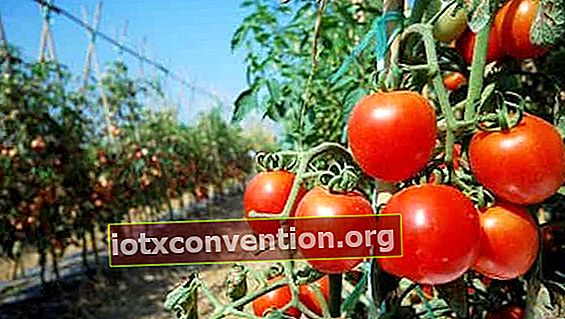 Spanische Tomaten enthalten viele Pestizide