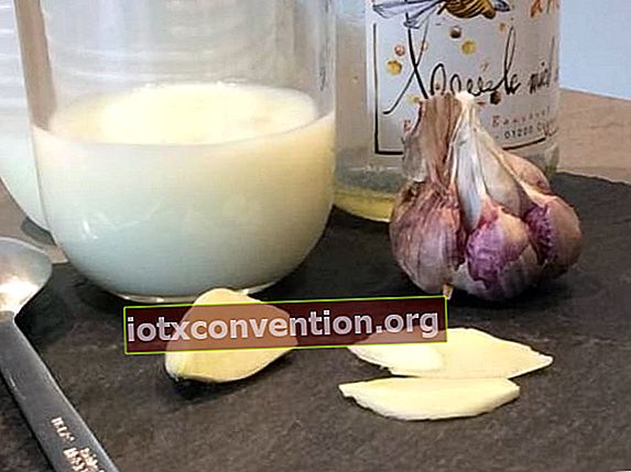 Susu rebus dengan bawang putih untuk membantu menurunkan berat badan