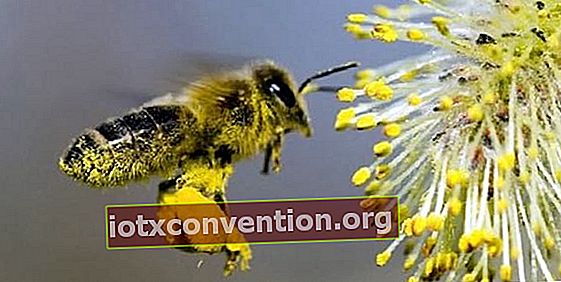 mengapa menyembuhkan serbuk sari