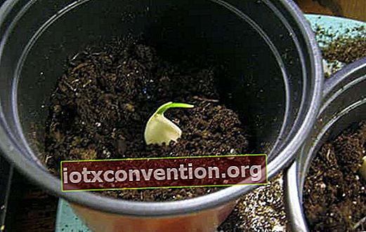 menumbuhkan kembali bawang putih di rumah