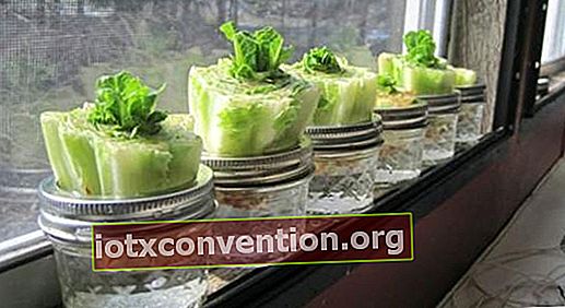 coltivare insalate a casa