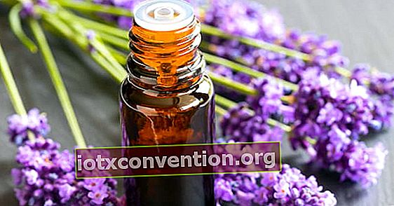 Lavendel eterisk olja är att slappna av kroppen och lugna stress.