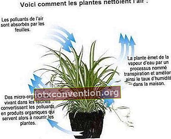 植物が空気をきれいにする方法