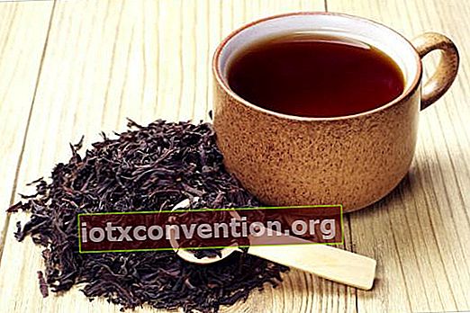 Schwarzer Tee ist in mäßigen Dosen von Vorteil für die Gesundheit