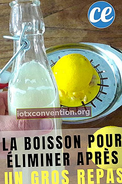 Minuman lemon untuk menghilangkan lemak setelah makan besar