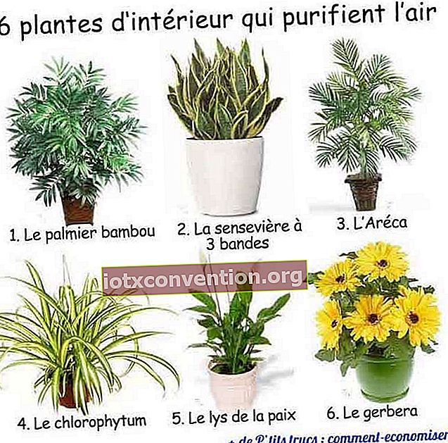 6 houseplants ที่ทำให้อากาศบริสุทธิ์