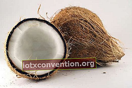 Kokosnuss kann als Shampoo verwendet werden