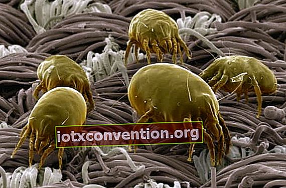 Gli acari della polvere vivono nel tuo letto. Come sbarazzarsene in modo naturale, facile e veloce?