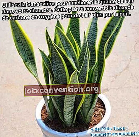 サンセベリアを使用して、寝室の空気の質を改善します。この植物は二酸化炭素を酸素に変換し、夜の空気を増やします。