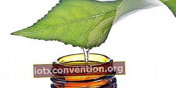 Teebaumöl - was sind die Vorteile?