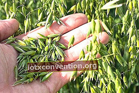 Sebuah tangan memegang biji-bijian gandum di ladang.