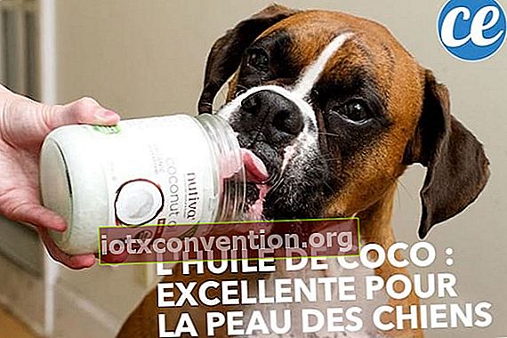 Kokosöl ist gut zur Bekämpfung von Allergien bei Hunden.