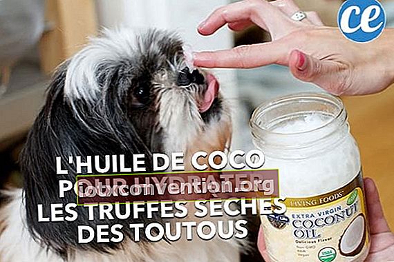 En hand som applicerar kokosnötolja för att återfukta den spruckna näsan hos en hund med ett platt ansikte.
