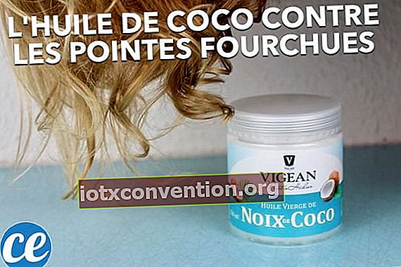 Kokosolja är bra för att förhindra delade ändar i håret.