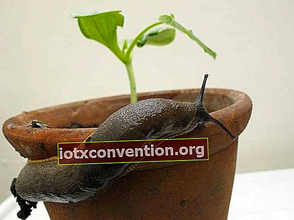 วิธีป้องกันทากให้ห่างจากพืชที่มีกากกาแฟ