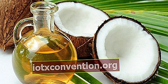 Bagaimana cara mengobati infeksi telinga dengan minyak kelapa?