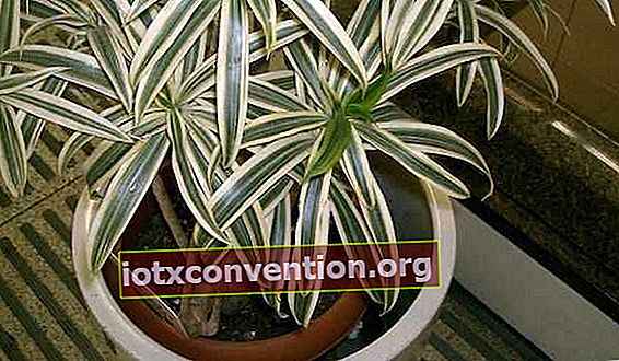 Die Dracaena-Pflanze ist eine depollutierende Pflanze für zu Hause