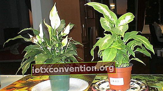 Bunga bakung perdamaian tanaman melawan polusi dalam ruangan