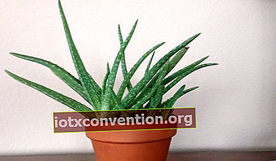 La pianta di Aloe Vera è una pianta che purifica l'aria