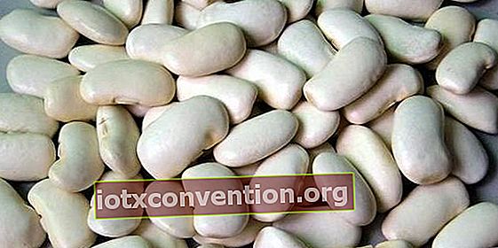 Ekstrak kacang putih menghalang penukaran karbohidrat menjadi gula.