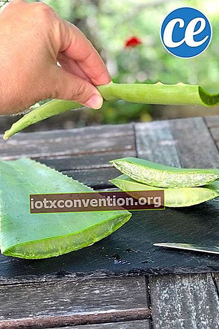 Schneiden Sie die Enden und Stacheln des Aloe-Vera-Blattes ab
