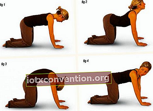 posisi kucing untuk menghilangkan sakit punggung