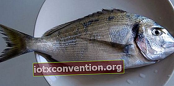 Fisch essen senkt den Cholesterinspiegel