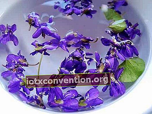 Recept för violett örtte för att lugna en hosta