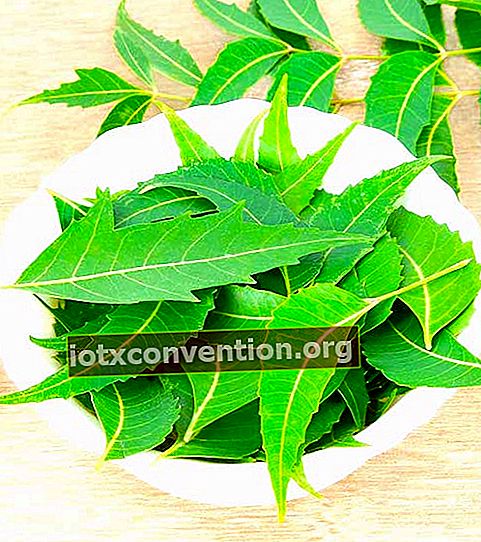 Dengan daun neem, anda dapat melawan kelemumur secara semula jadi.