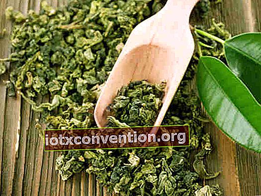 Grüner Tee kann dazu beitragen, dass Ihr Haar schneller wächst.