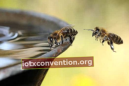 Bienen trinken Wasser