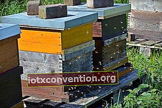 สนับสนุนรังผึ้ง