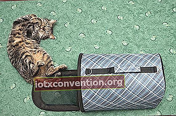 Katt som leker med sin bärväska och inte är rädd för att resa