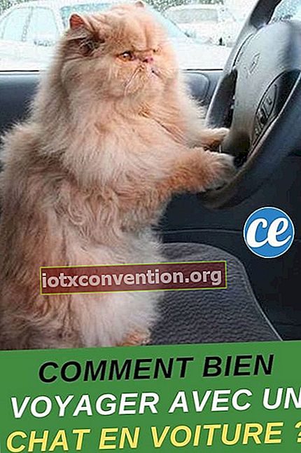 Wie kann man mit einer Katze im Auto gut reisen? Tipps meines Tierarztes