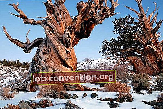 angebliches Foto von Methusalem, dem ältesten Baum